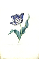 Tulipe - Литография (конец XIX века, Франция) артикул 2127c.