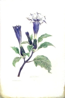Dalthura Литография (конец XIX века), Франция артикул 2129c.