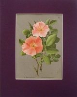 Rosa Gallica Хромолитография (вторая половина XIX века), Европа артикул 2139c.