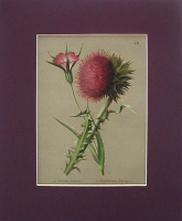Carduus Nutans Хромолитография (вторая половина XIX века), Европа артикул 2140c.